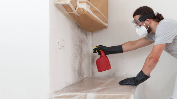 Professional Mold Cleanup technician working in Plainview, NY